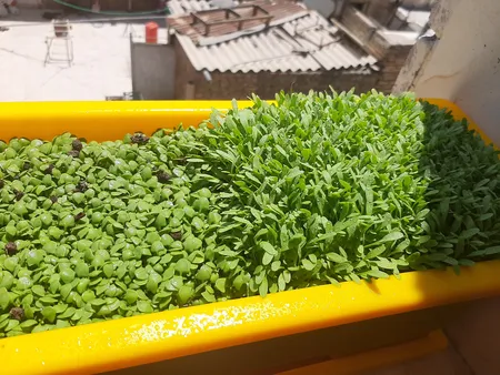 بذر شاهی بذر طلایی برتر کد BZT-95