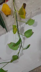 سم قارچ کش بنومیل بسته 30 گرمی