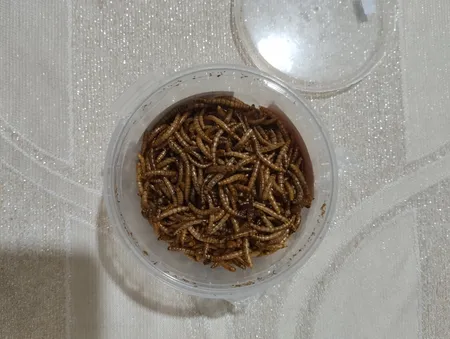 تشویقی پرندگان فود فارمز لند مدل میلورم 40 گرم