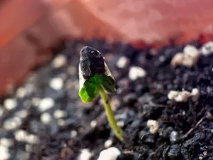 تجریه خرید بذر گل نیلوفر رونده الوان آذر سبزینه مدل A138