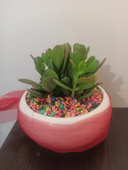 گیاه طبیعی یشم مدل F-06