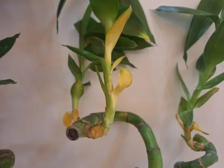 گیاه طبیعی بامبو مدل جوانه دار مدل 80