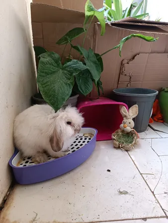 توالت خرگوش مدل 1033