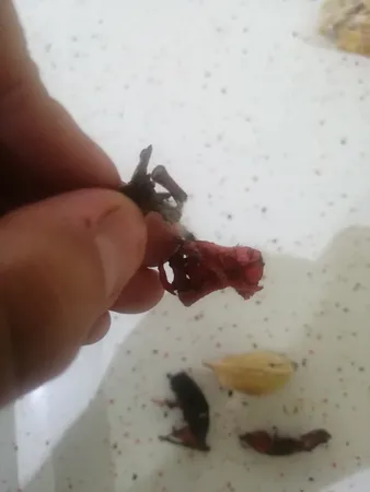 گل خشک بسته بندی مدل رنگارنگ