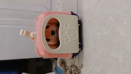 اسباب بازی مدل سگ و قفس کد 315 مجموعه 7 عددی