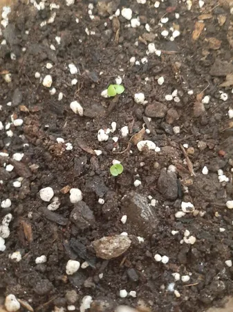 بذر حسن یوسف میکس پالم کد 15