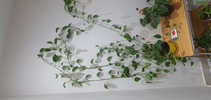گیره نگهدارنده مدل برگ بسته 10 عددی
