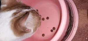 تجریه خرید غذا خشک گربه بالغ وودو مدل adult وزن 2 کیلوگرم