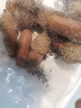 میوه تزیینی مدل بلوط بسته 20 عددی