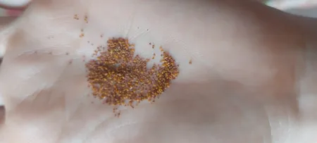 بذر پلنت آکواریوم مدل چمن ریز کوبایی