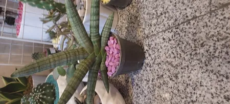 شن تزیینی آکواریوم مدل SAND-05 وزن 1 کیلوگرم