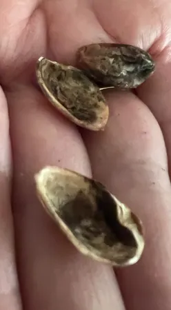 پسته احمدآقایی بوداده پستاکو - 500 گرم