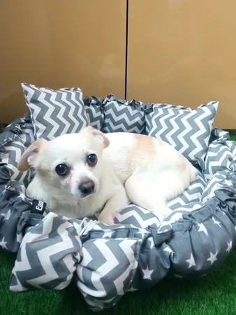 جای خواب سگ و گربه مدل mypet367