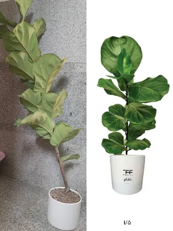 گل طبیعی فیکوس لیراتا آفریقایی تافکو کد 2022