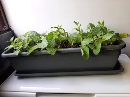 گلدان مدل پلاستیکی مستطیلی کد 603