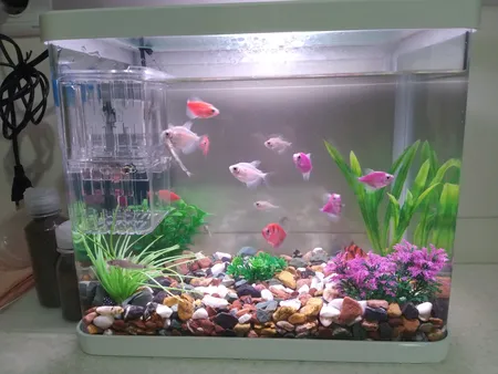 زایشگاه ماهی رویال مدل sn_113