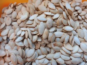 تجریه خرید تخمه کدو نمکی اکبر راستگو - 500 گرم