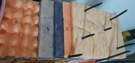 بازی آموزشی مدل مولاژ آناتومی پوست مدل پلکانی کد A030