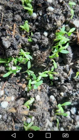 بذر سبزی خوراکی بذر طلایی برتر کد P-S-BZT-08 مجموعه 8 عددی