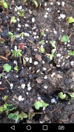 بذر سبزی خوراکی بذر طلایی برتر کد P-S-BZT-08 مجموعه 8 عددی