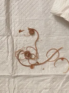 تجریه خرید قرص ضد انگل سگ و گربه ساواوت هند مدل 3منظوره بسته 2 عددی