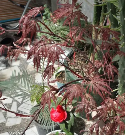 بذر بنسای افرا قرمز ژاپنی سانیا سید مدل S3