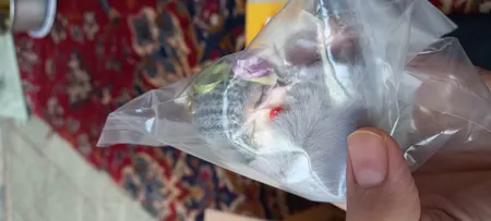 جاکلیدی دخترانه طرح نوزاد کد rt26