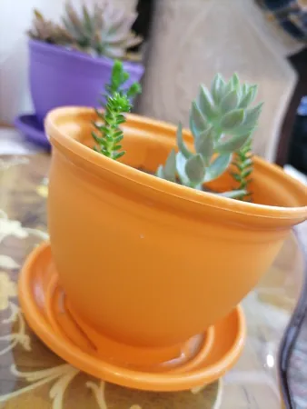 گلدان شهرآذین مدل 3012 ارتفاع 10 سانتی متر