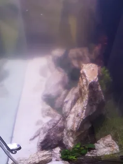 محلول شفاف کننده آب آکواریوم پلنتا بلوم کد CLR01 حجم 250 میلی لیتر