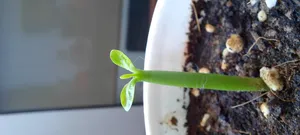 تجریه خرید بذر بنسای آدنیوم سانیا سید مدل T5 مجموعه 3 عددی