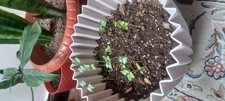 بذر گل نیلوفر رونده الوان سانیا سید مدل D5