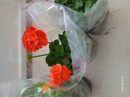 گل طبیعی شمعدانی مدل دالیدا