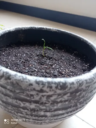 بذر بنسای افرا قرمز ژاپنی سانیا سید مدل S3