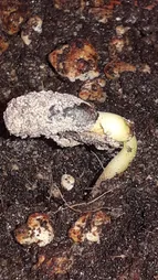 بذر بنسای گل یخ وانیا سید مدل N62