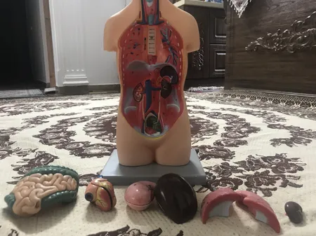 بازی آموزشی طرح مولاژ آناتومی بدن انسان مدل 4040