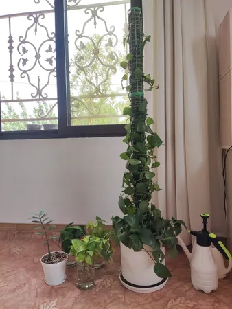 قیم بند مدل خزه دار کد 90cm