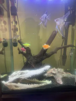 جمجمه تزیینی آکواریوم کد MS