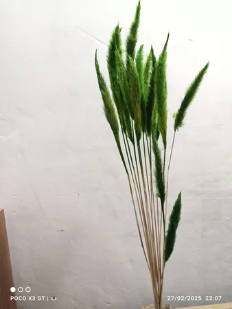 گل خشک مدل دم روباهی 10_4