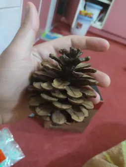 میوه تزیینی درخت کاج کد hyt5 مجموعه 5 عددی