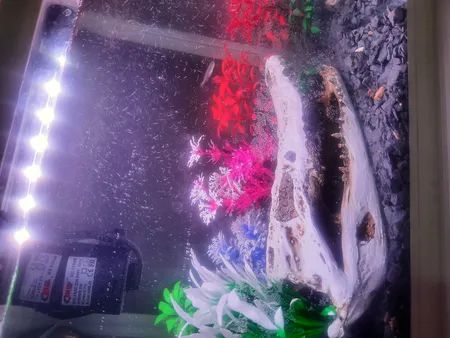 جمجمه تزیینی آکواریوم کد MS