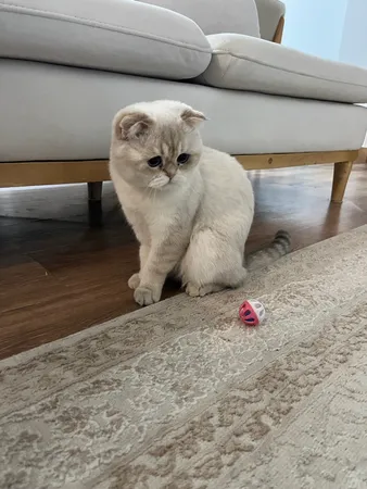 اسباب بازی گربه و سگ توپ زنگوله دار مدل Plastic Bell Balls بسته 6 عددی