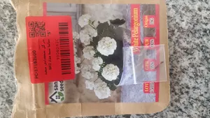 تجریه خرید بذر گل شمعدانی سفید سانیا سید مدل SH2