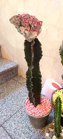 شن تزیینی آکواریوم مدل SAND-05 وزن 1 کیلوگرم