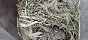 تجریه خرید یونجه خشک خرگوش و خوکچه خرگوشک مدل A001 وزن 1000 گرم