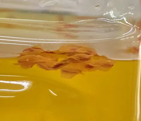 زعفران ویژه زرشا - 4.608 گرم