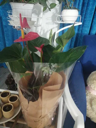 گیاه طبیعی آنتوریوم کد23- AS