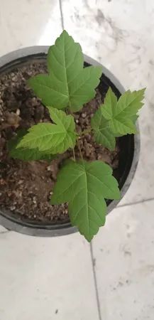 بذر بنسای افرا قرمز ژاپنی سانیا سید مدل S3