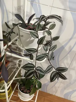 گلدان مدل 3015