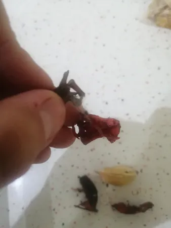 گل خشک بسته بندی مدل رنگارنگ