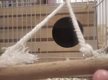 لانه پرنده مدل عروس هلندی